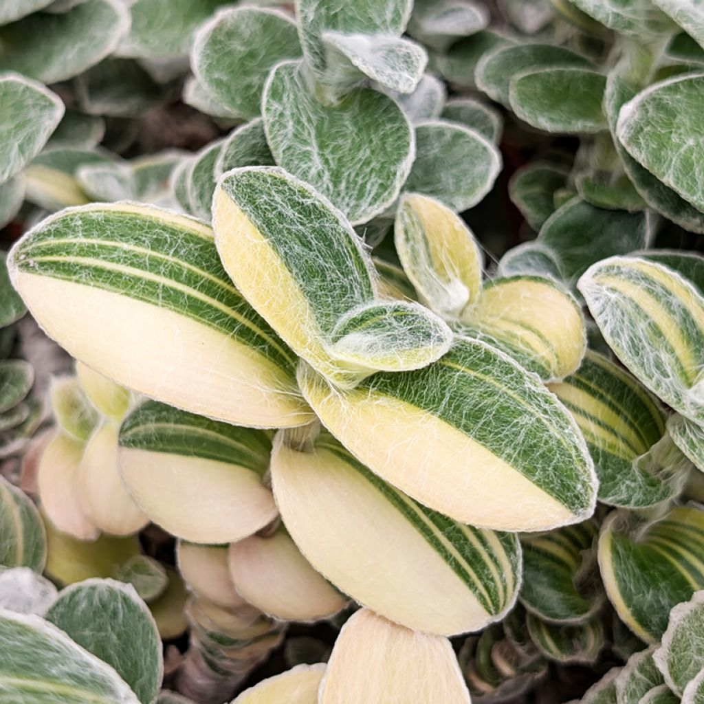 Dreimasterblumen - Tradescantia sillamontana Variegata