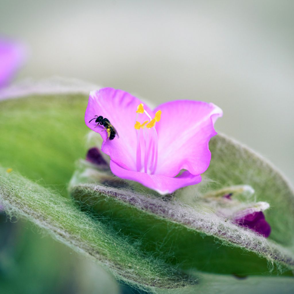 Dreimasterblumen - Tradescantia sillamontana