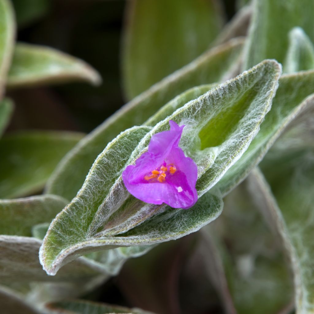 Dreimasterblumen - Tradescantia sillamontana