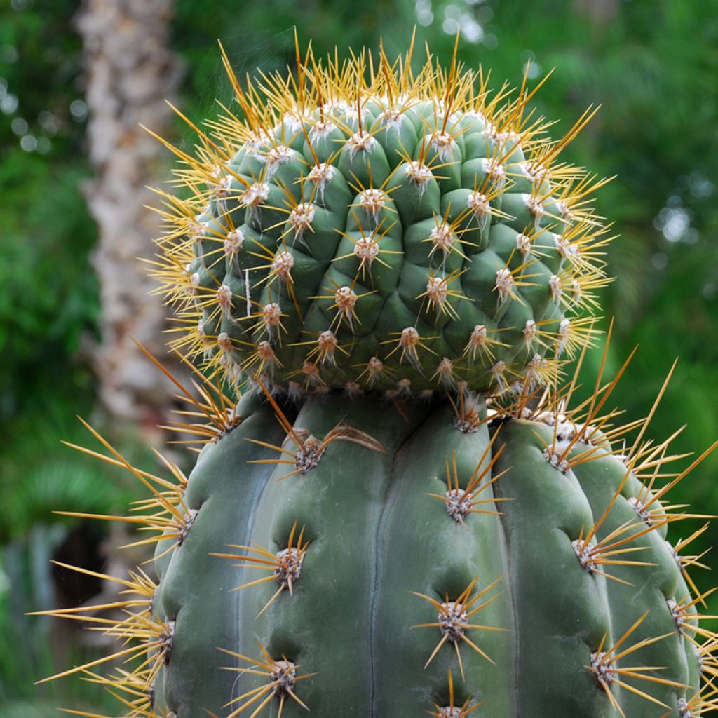 Trichocereus terscheckii - Kaktus