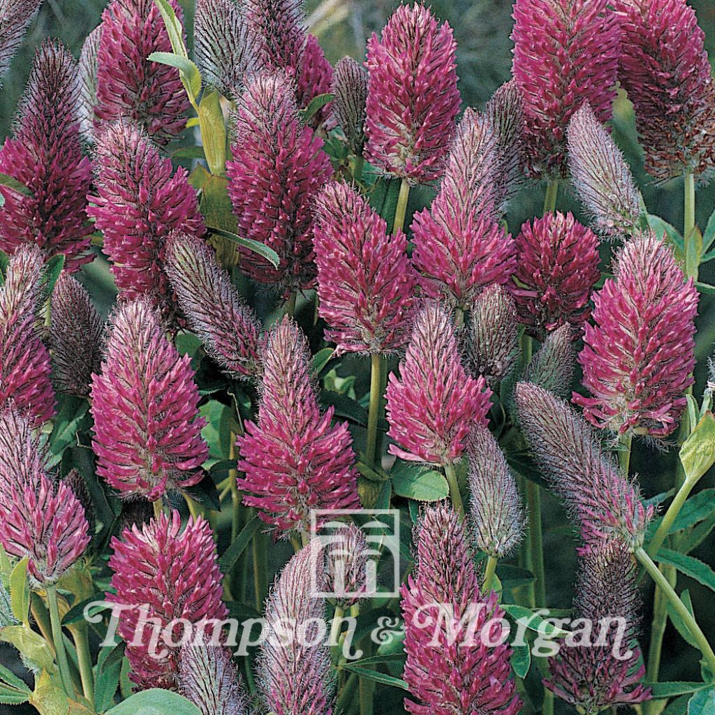 Rotköpfiger Klee (Samen) - Trifolium rubens