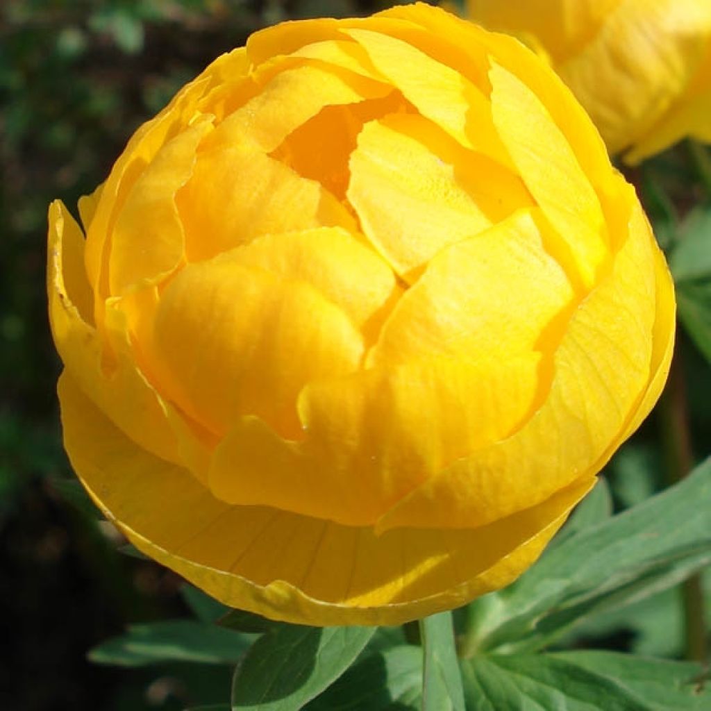 Europäische Trollblume - Trollius europaeus