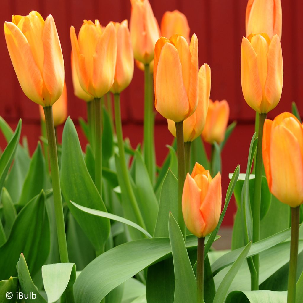Frühe Einfache Tulpe Generaal De Wet