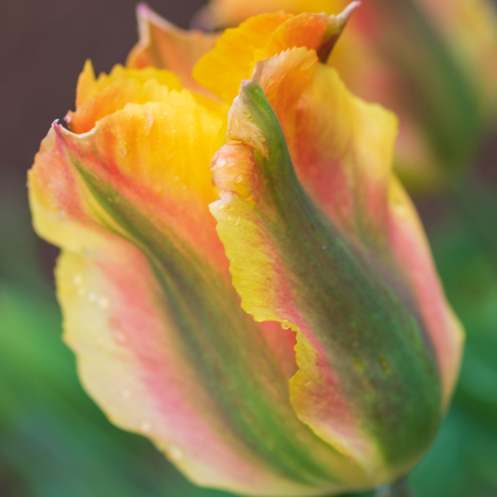 Viridiflora-Tulpe Golden Artist