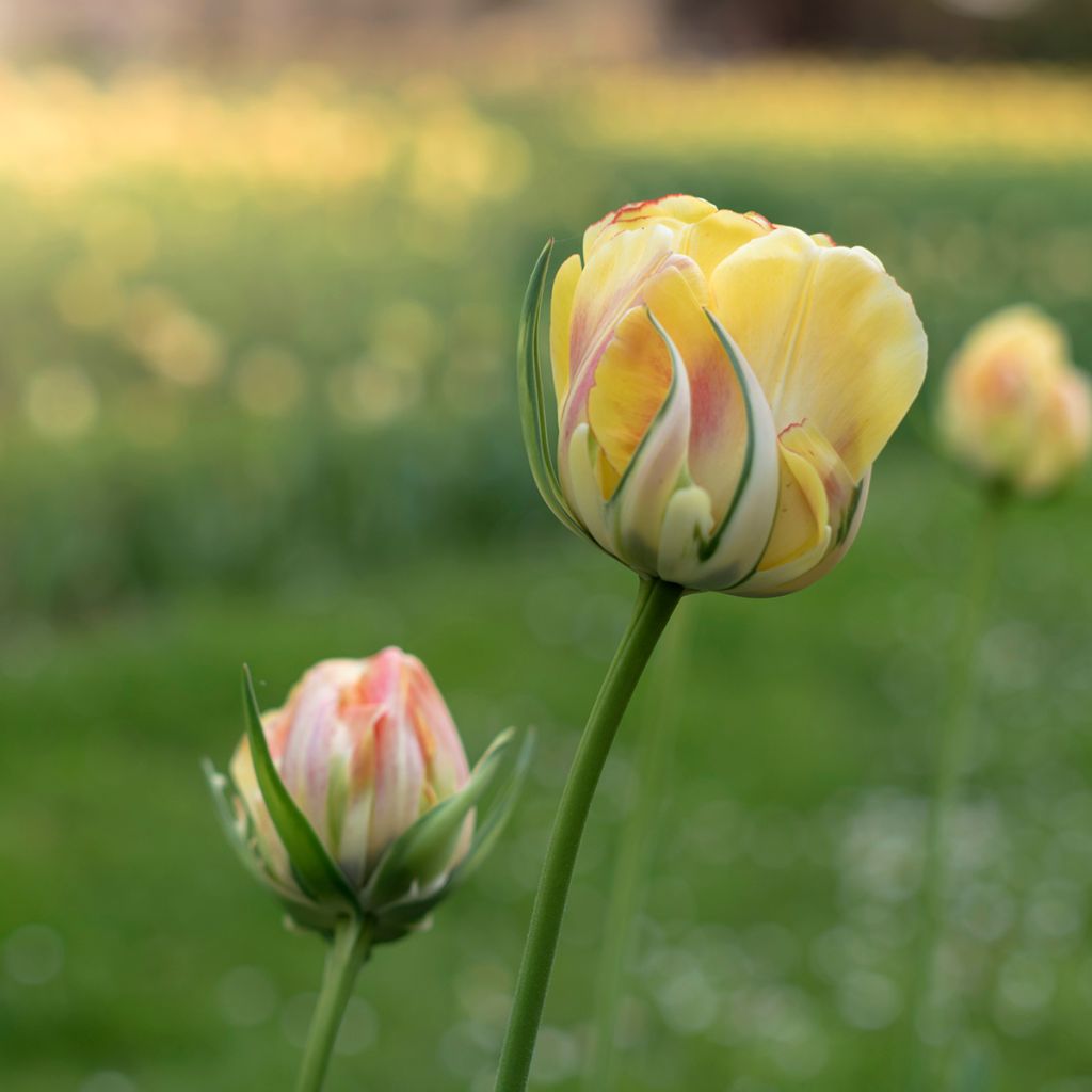 Viridiflora-Tulpe Golden Artist
