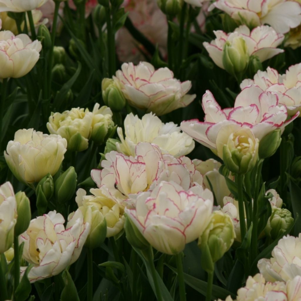 Frühe Gefüllte Tulpe Belicia