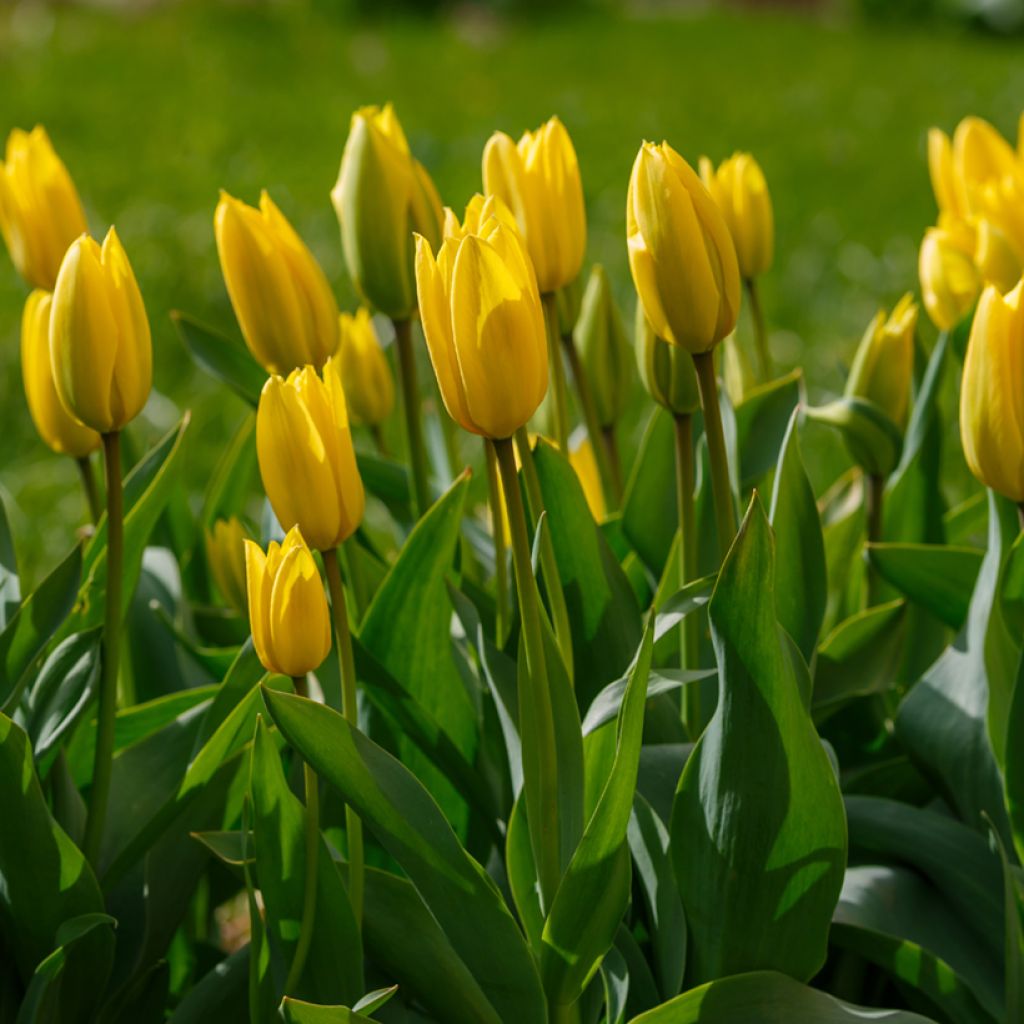 Triumph-Tulpe Bellona