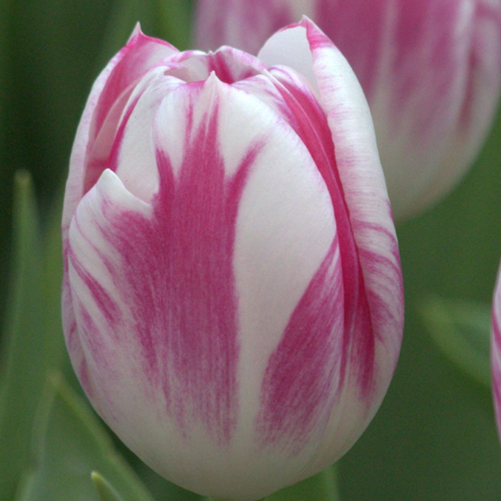 Triumph-Tulpe Caramba