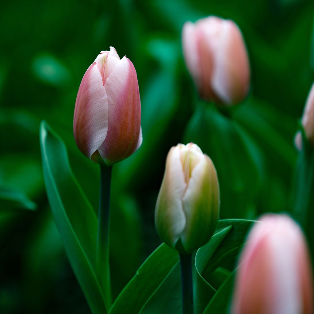 Darwin-Hybrid-Tulpe Royal Pride