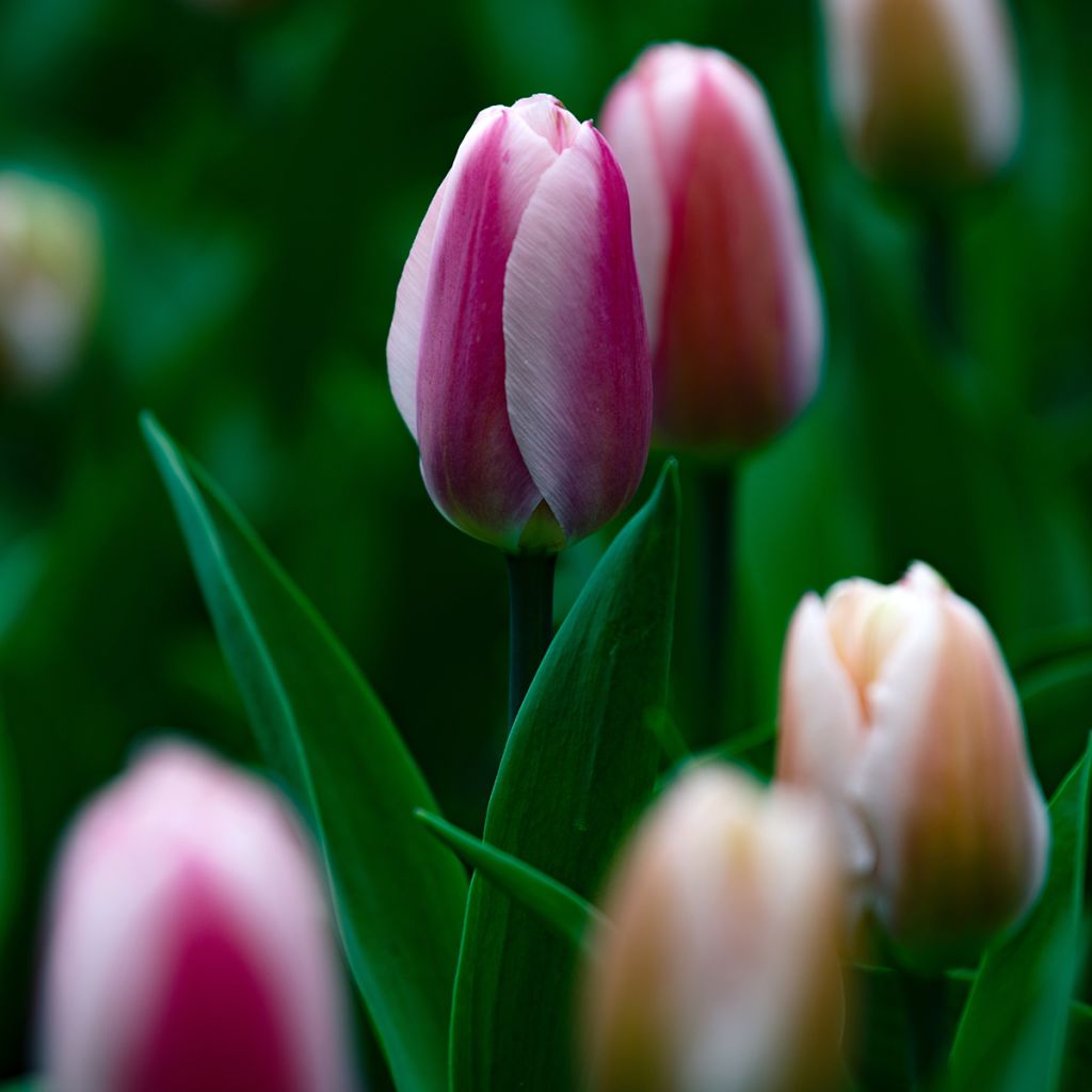 Darwin-Hybrid-Tulpe Royal Pride