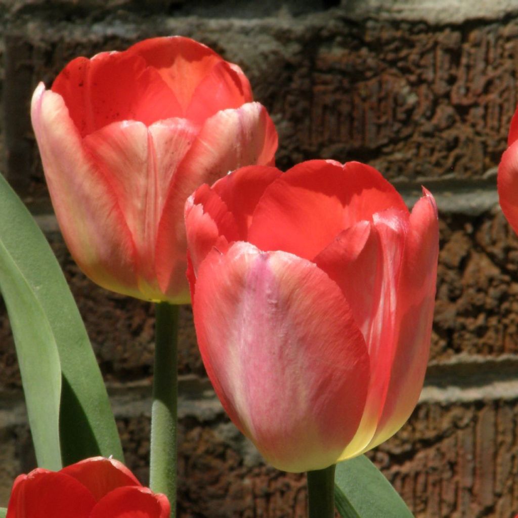 Darwin-Hybrid-Tulpe Big Chief