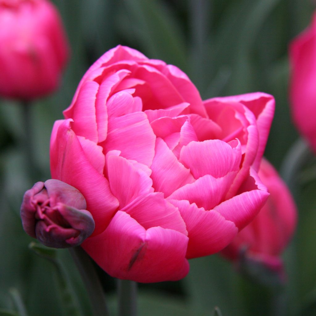 Späte Gefüllte Tulpe Sunset Tropical