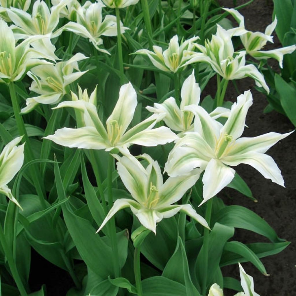 Lilienblütige Tulpe Greenstar