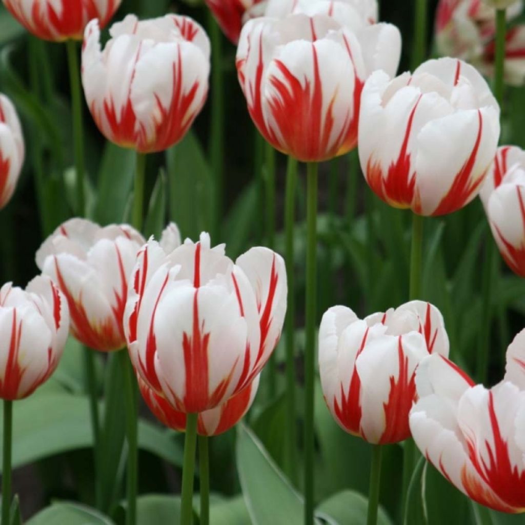Triumph-Tulpe Happy Generation