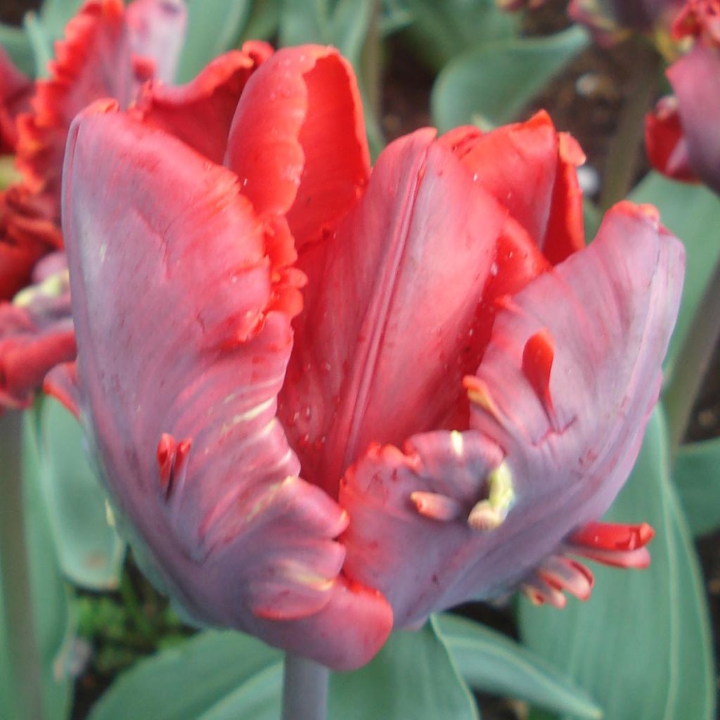 Papageien-Tulpe Rococo