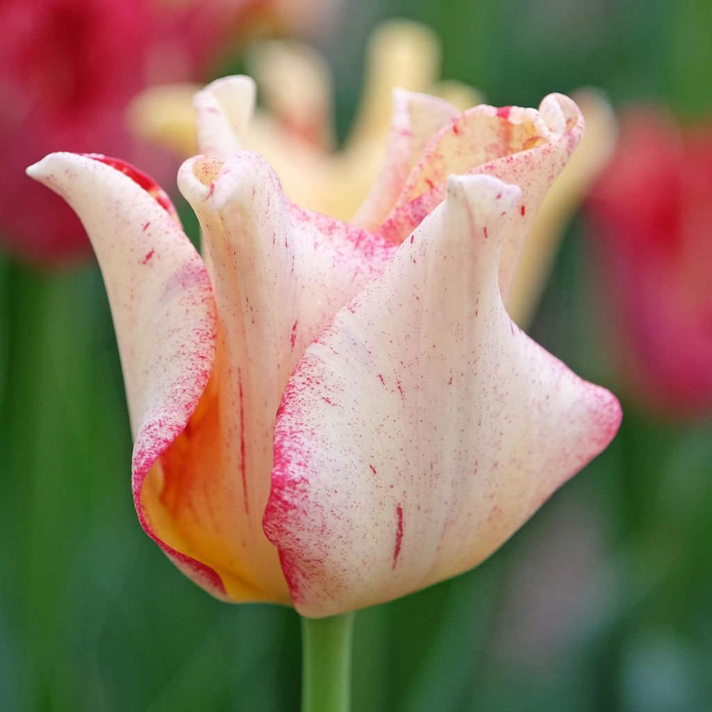 Coronet-Tulpen Striped Crown