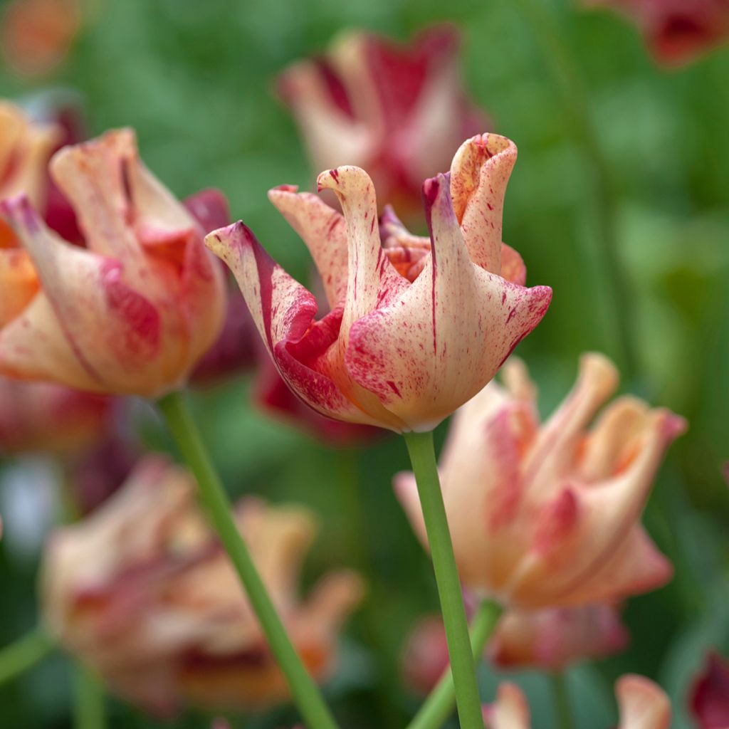 Coronet-Tulpen Striped Crown
