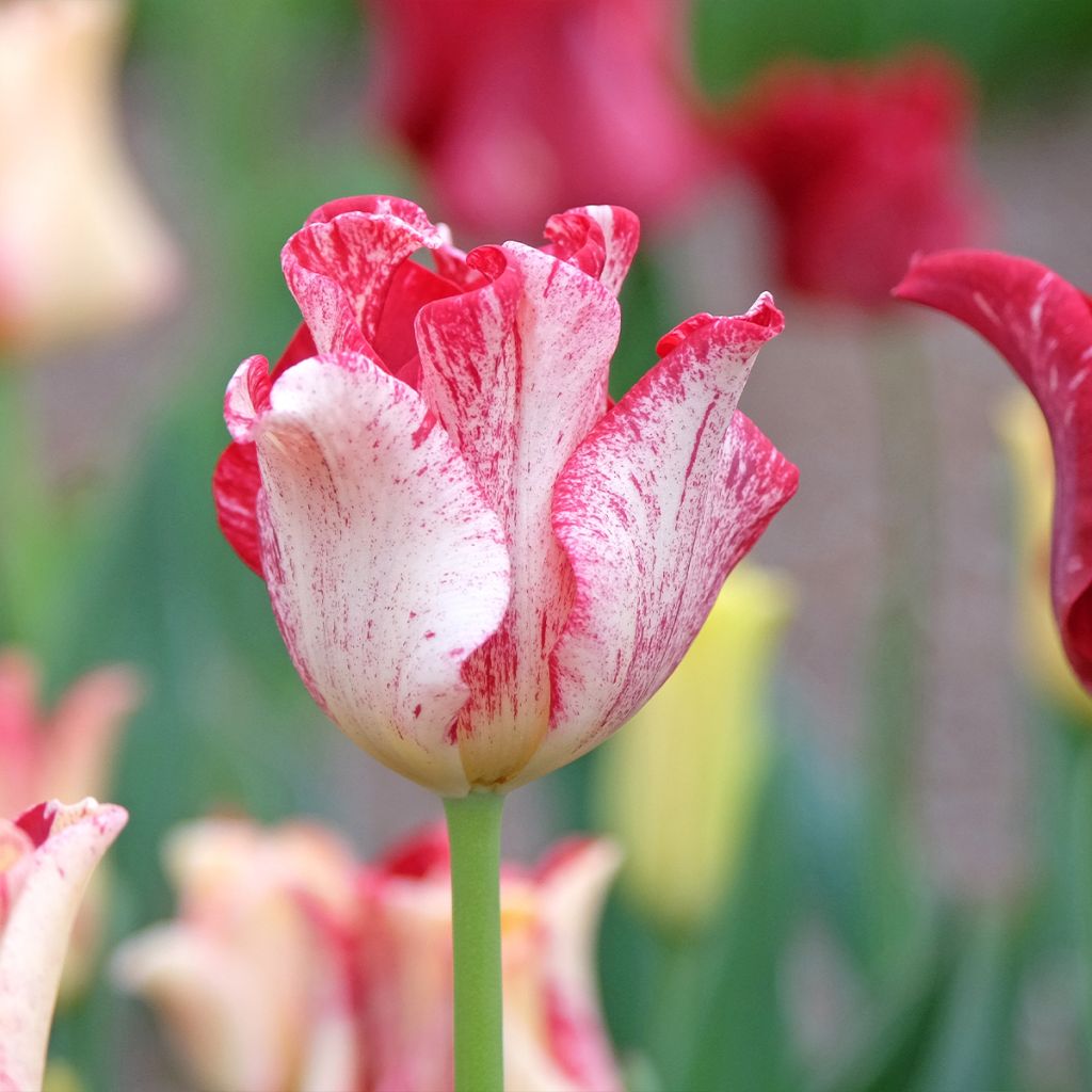 Coronet-Tulpen Striped Crown