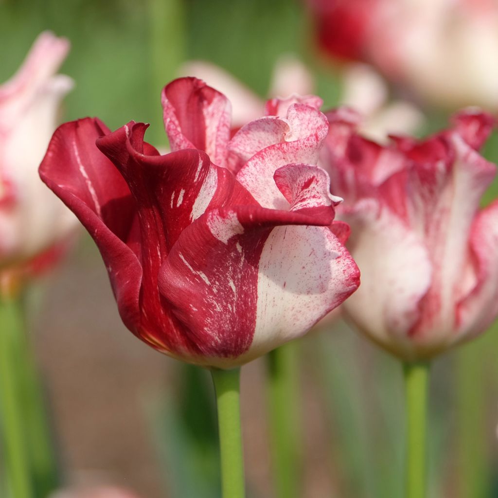 Coronet-Tulpen Striped Crown