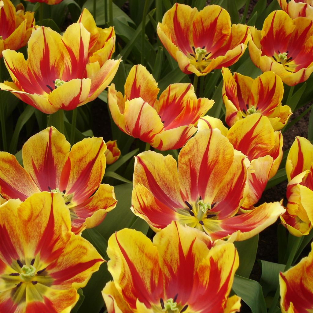 Triumph-Tulpe Augusta Taurinorum
