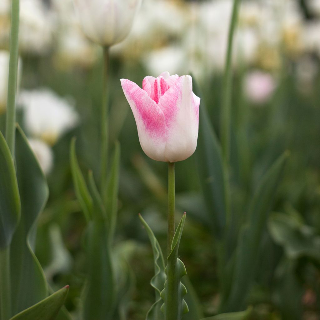 Triumph-Tulpe Kyoko Takahashi