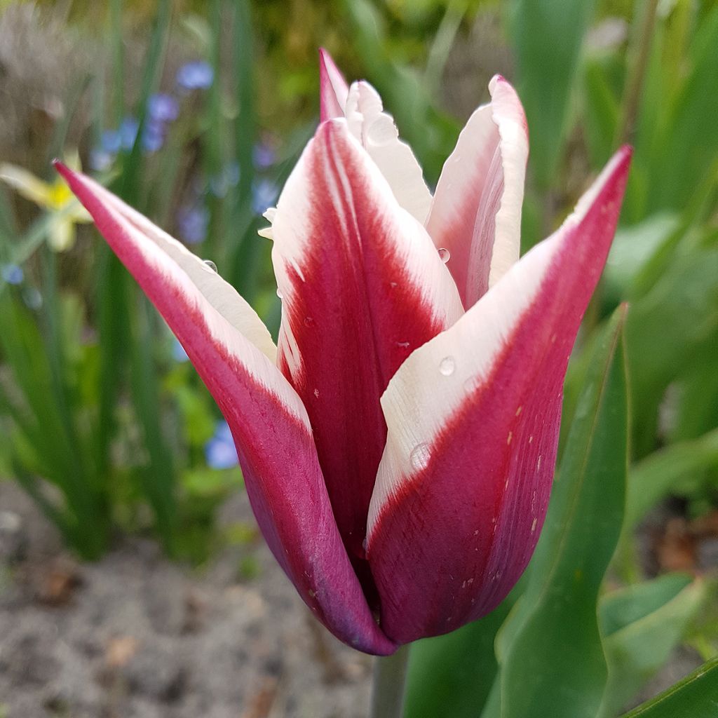 Triumph-Tulpe Rajka