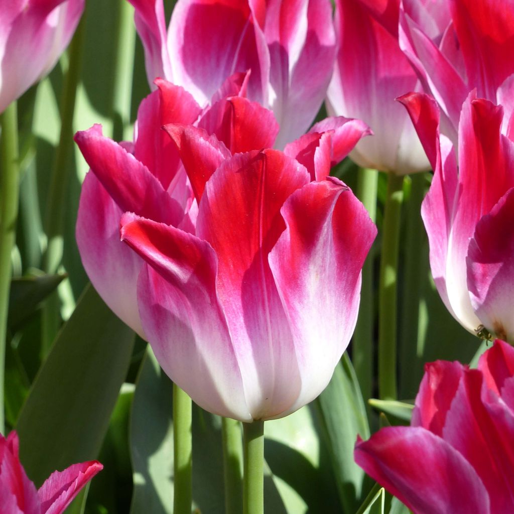 Triumph-Tulpe Whispering Dream
