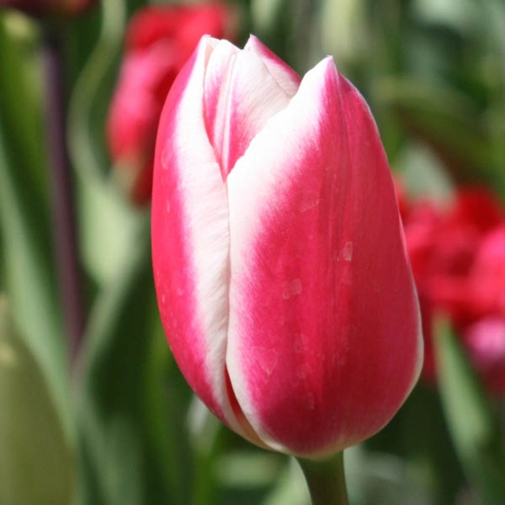 Darwin-Hybrid-Tulpe Candy Apple Delight