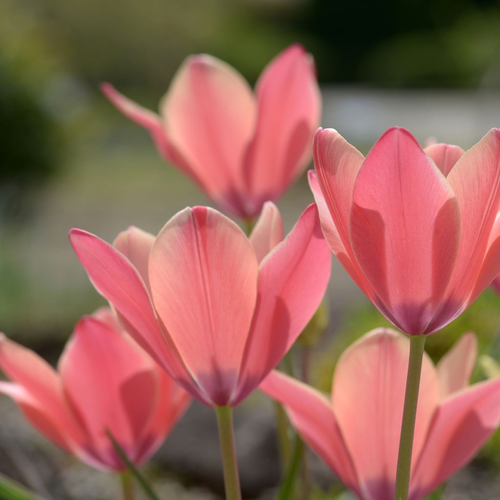 Tulipa clusiana Annika - Clusius-Tulpe