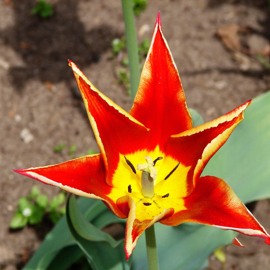Tulipa schrenkii - Schrenkis Tulpe