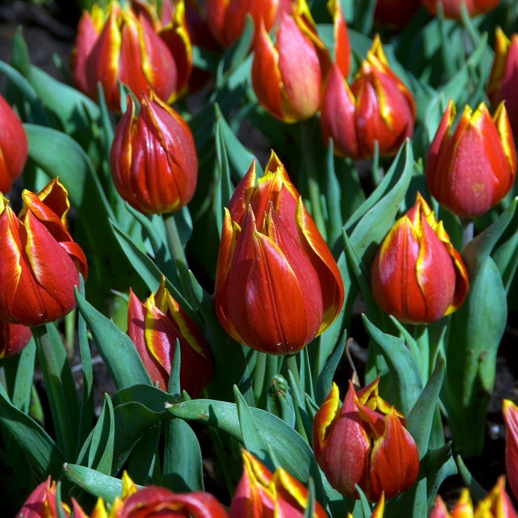 Tulipa schrenkii - Schrenkis Tulpe