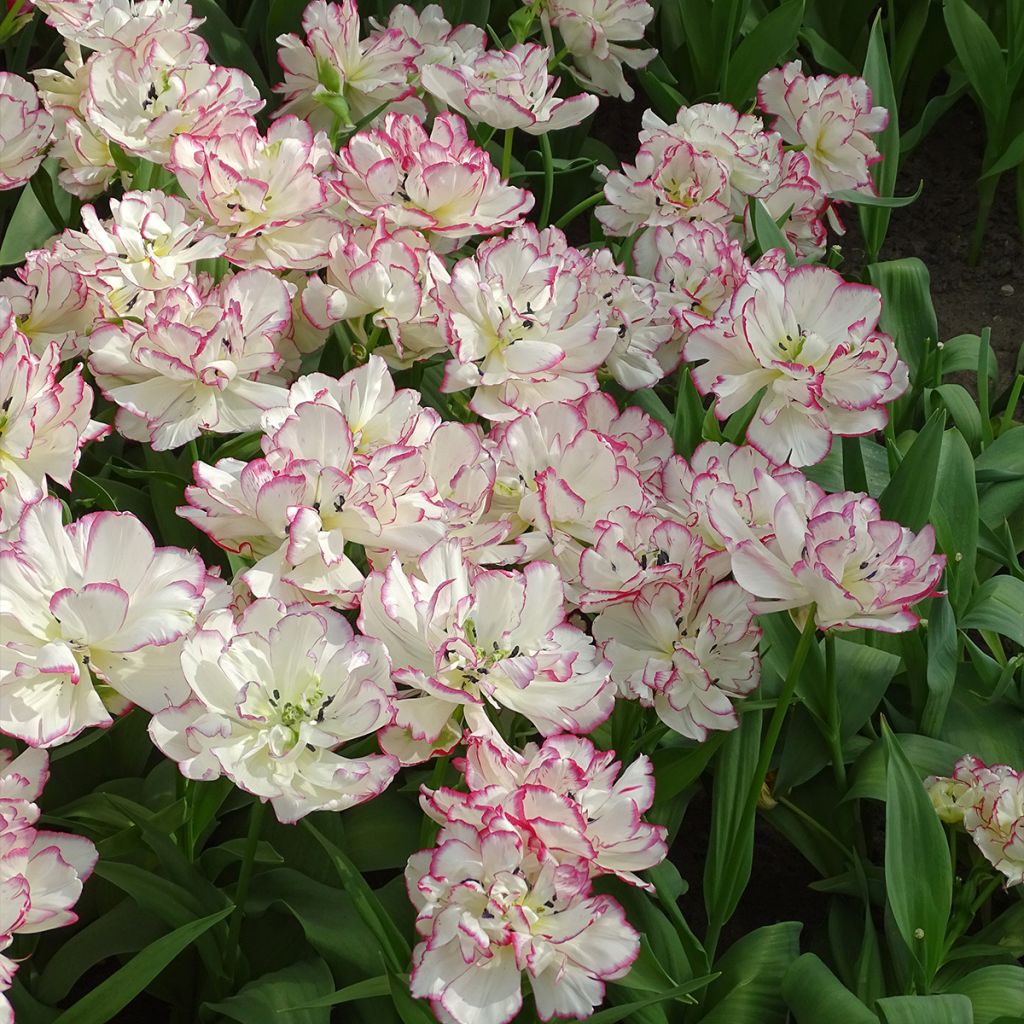 Frühe Gefüllte Tulpe Belicia