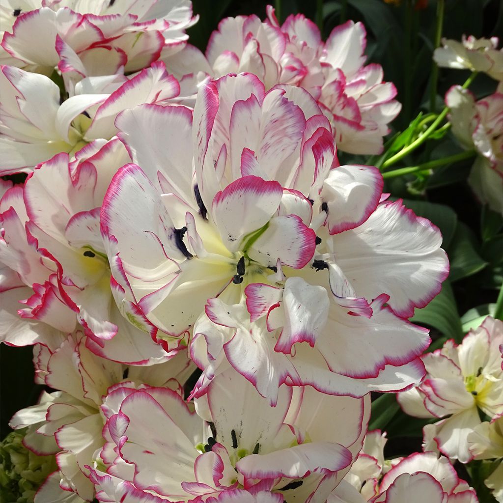 Frühe Gefüllte Tulpe Belicia