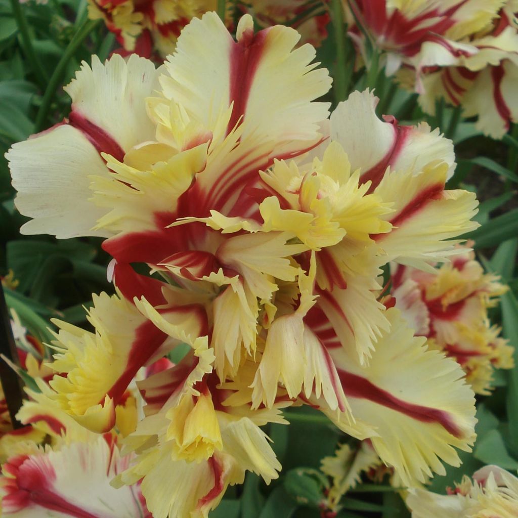 Papageien-Tulpe Flaming Parrot