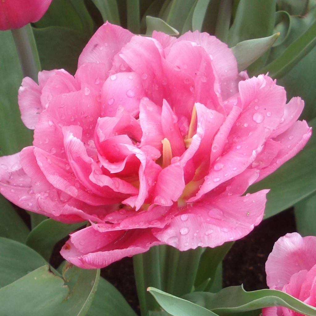 Frühe Gefüllte Tulpe Dior