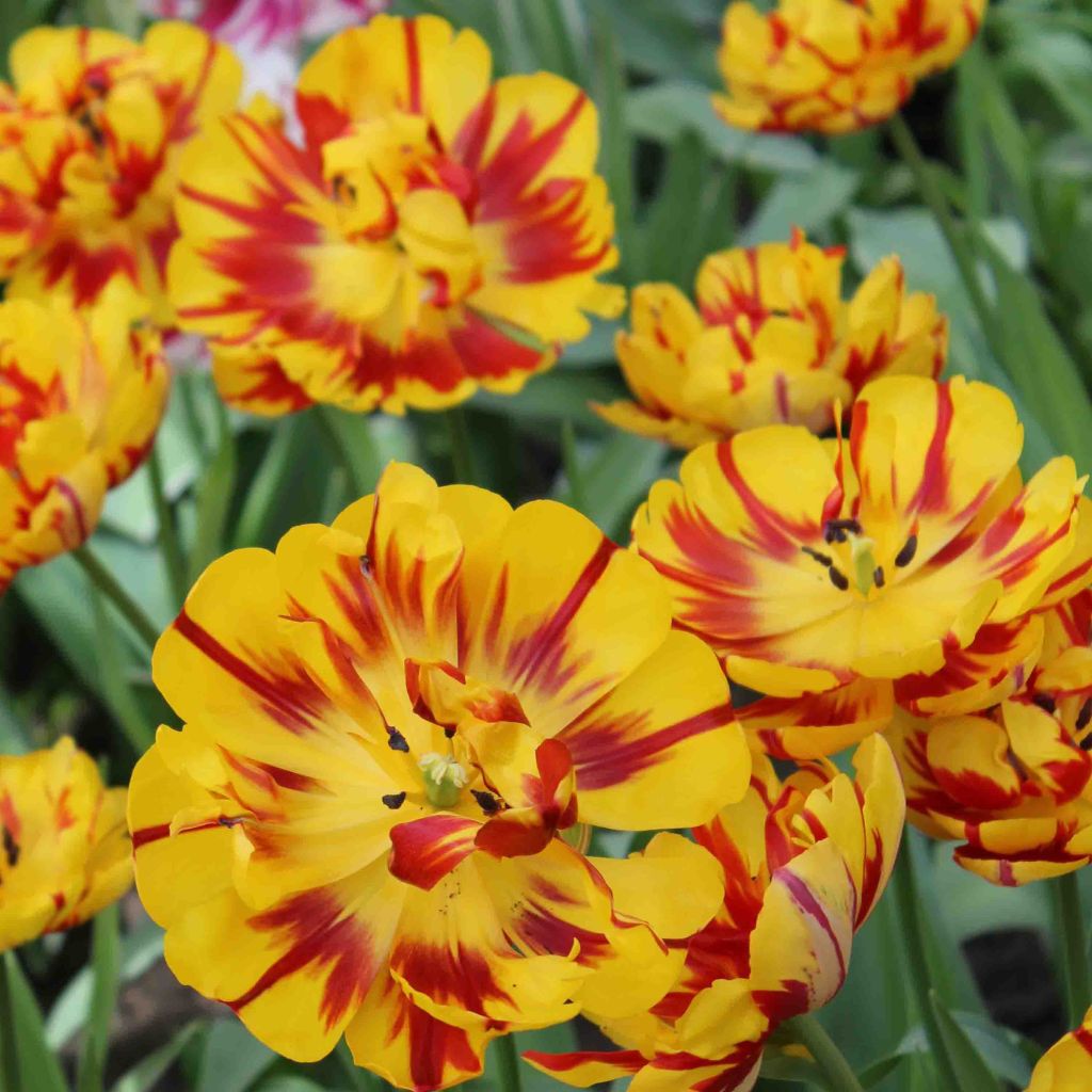 Späte Gefüllte Tulpe Nizza