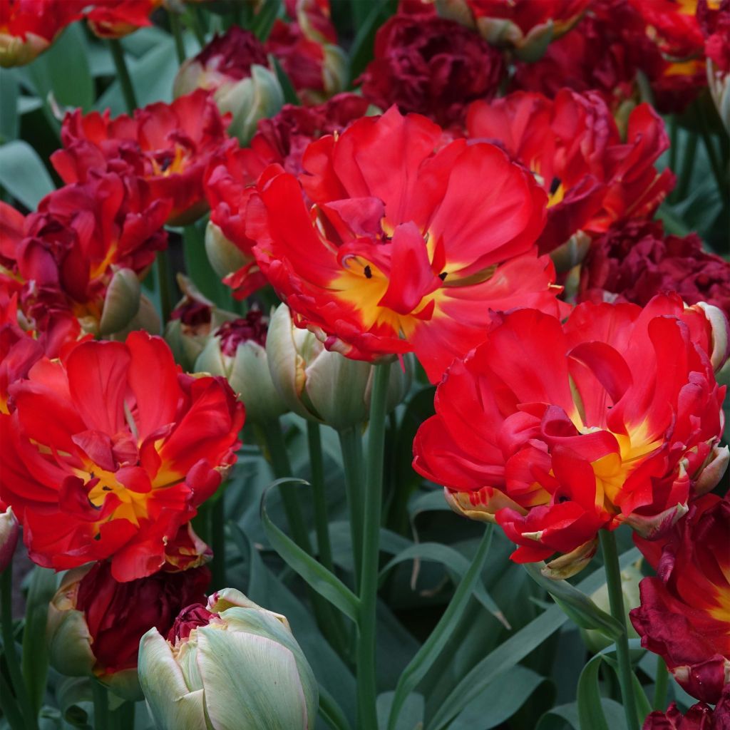 Späte Gefüllte Tulpe Pop Up Red