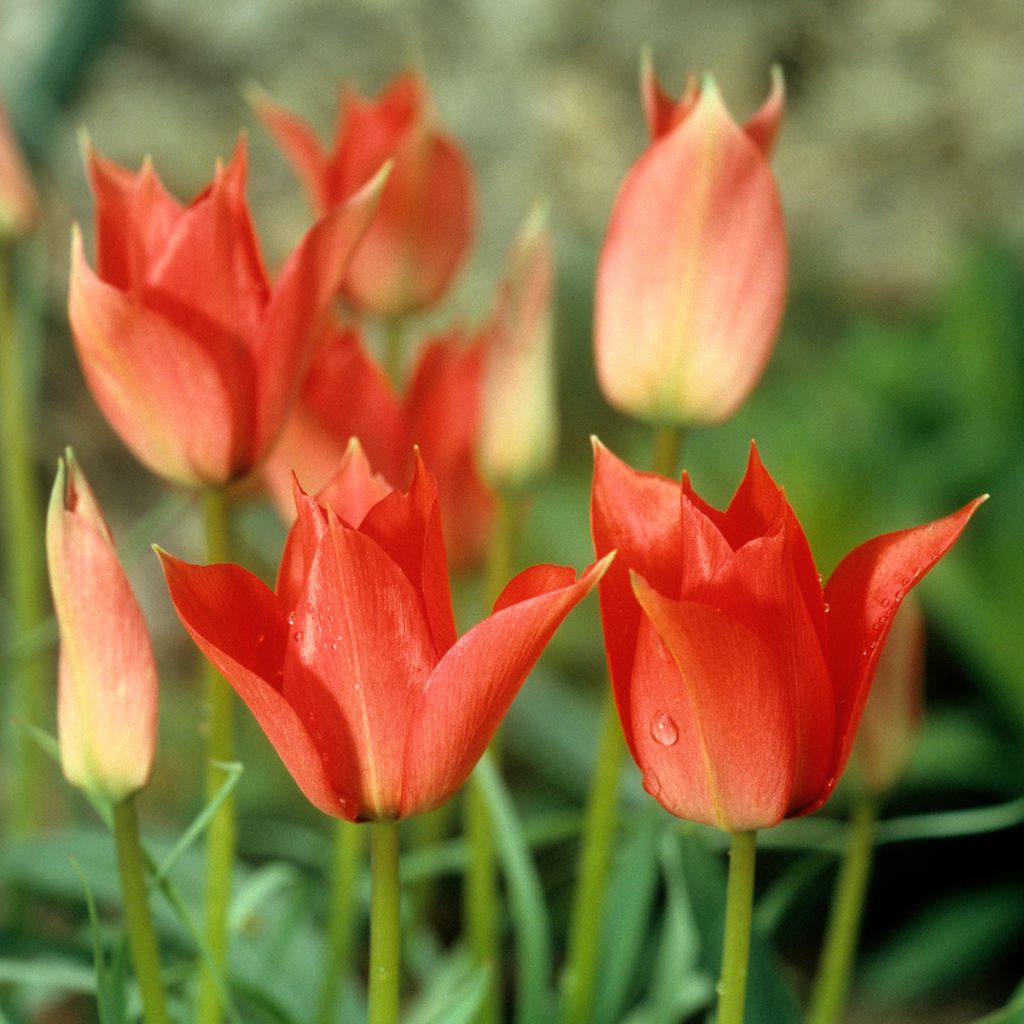 Lilienblütige Tulpe Royal Charm