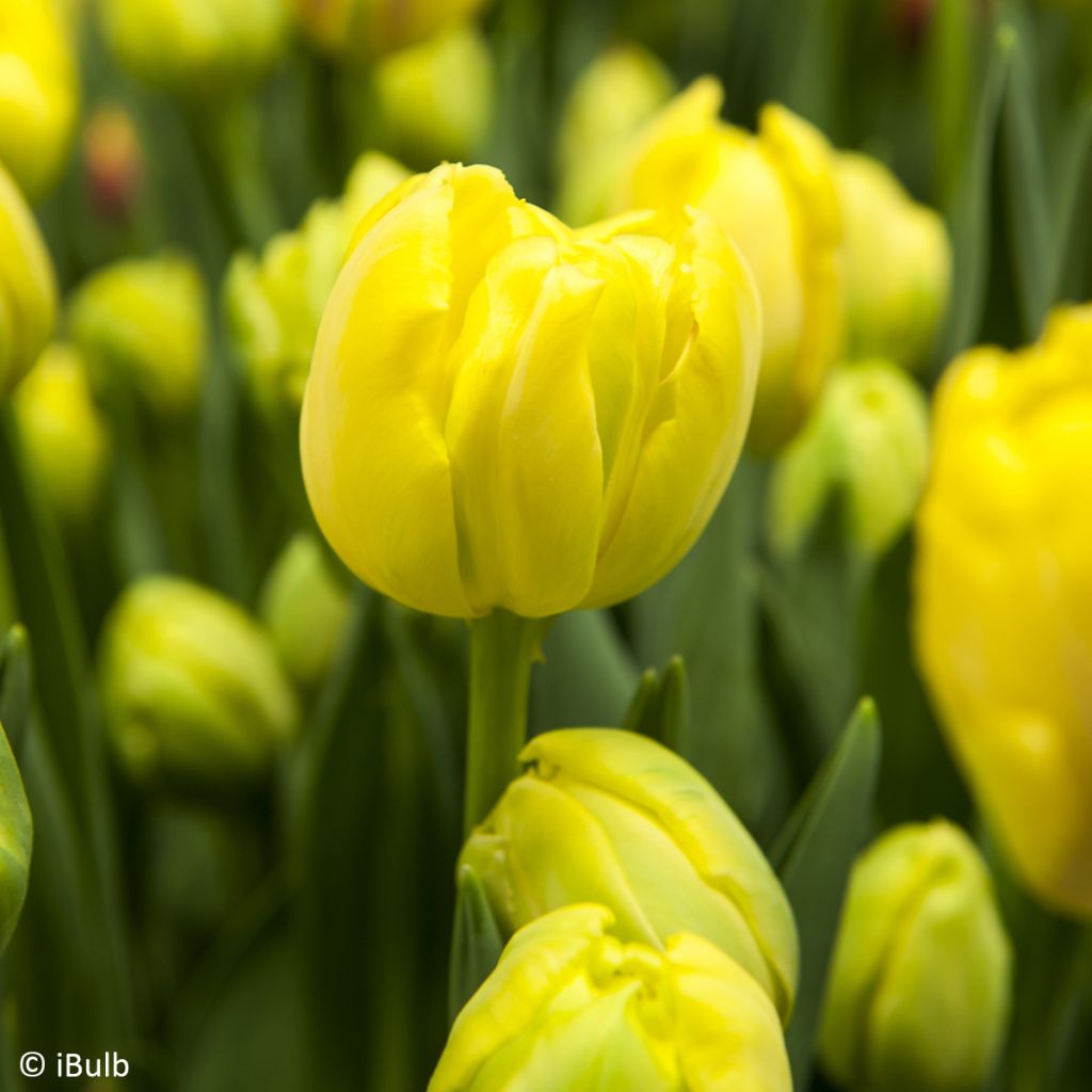 Fosteriana-Tulpe Yellow Empress