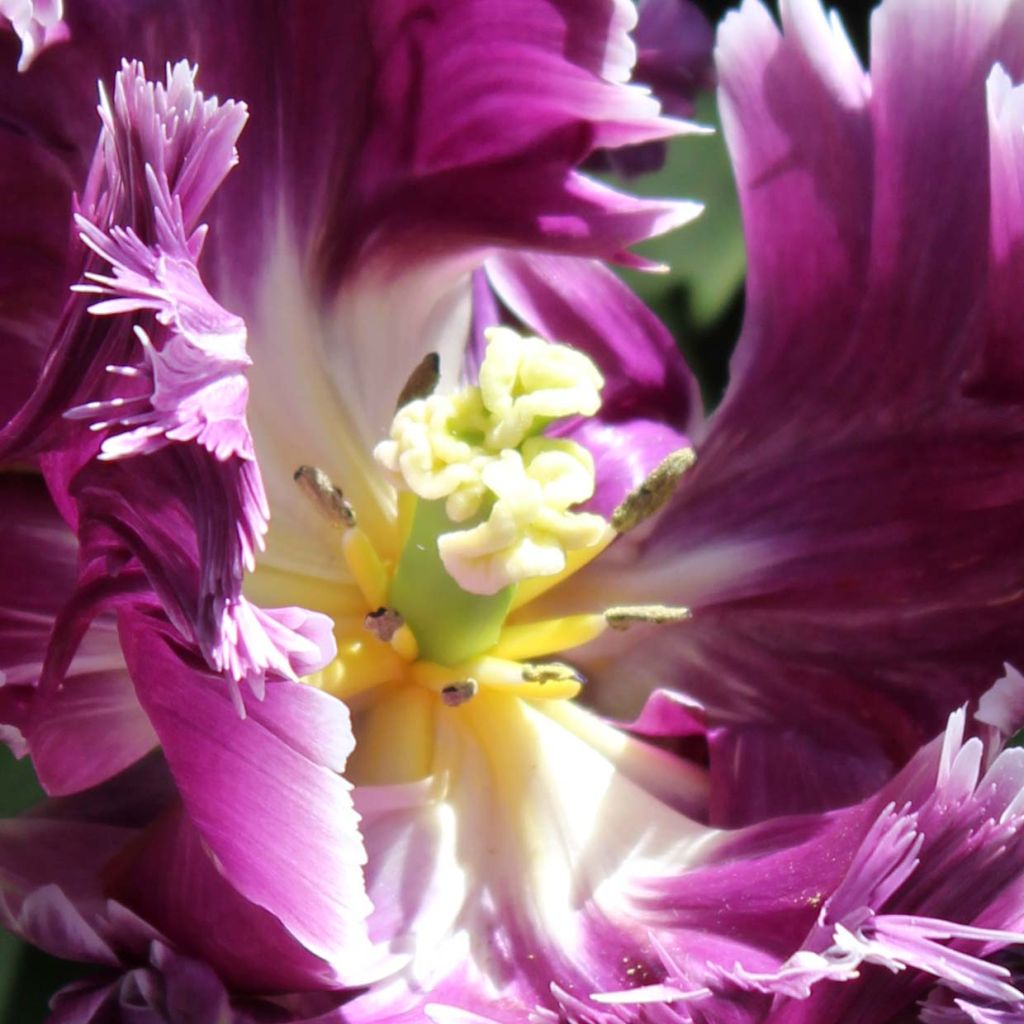 Tulipe perroquet Mysterious Parrot