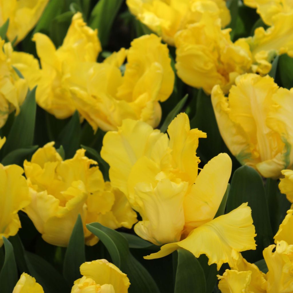 Papageien-Tulpe Yellow Sun