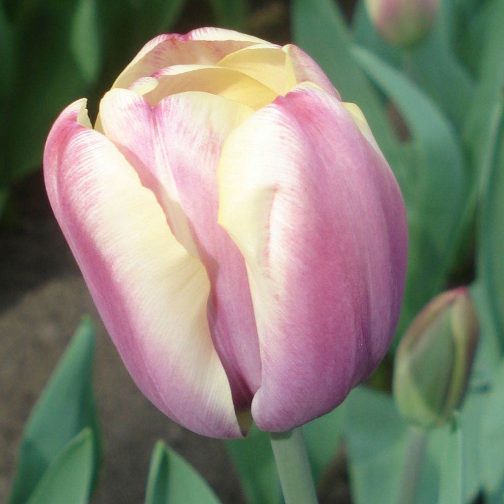 Späte Einfache Tulpe Atlantis