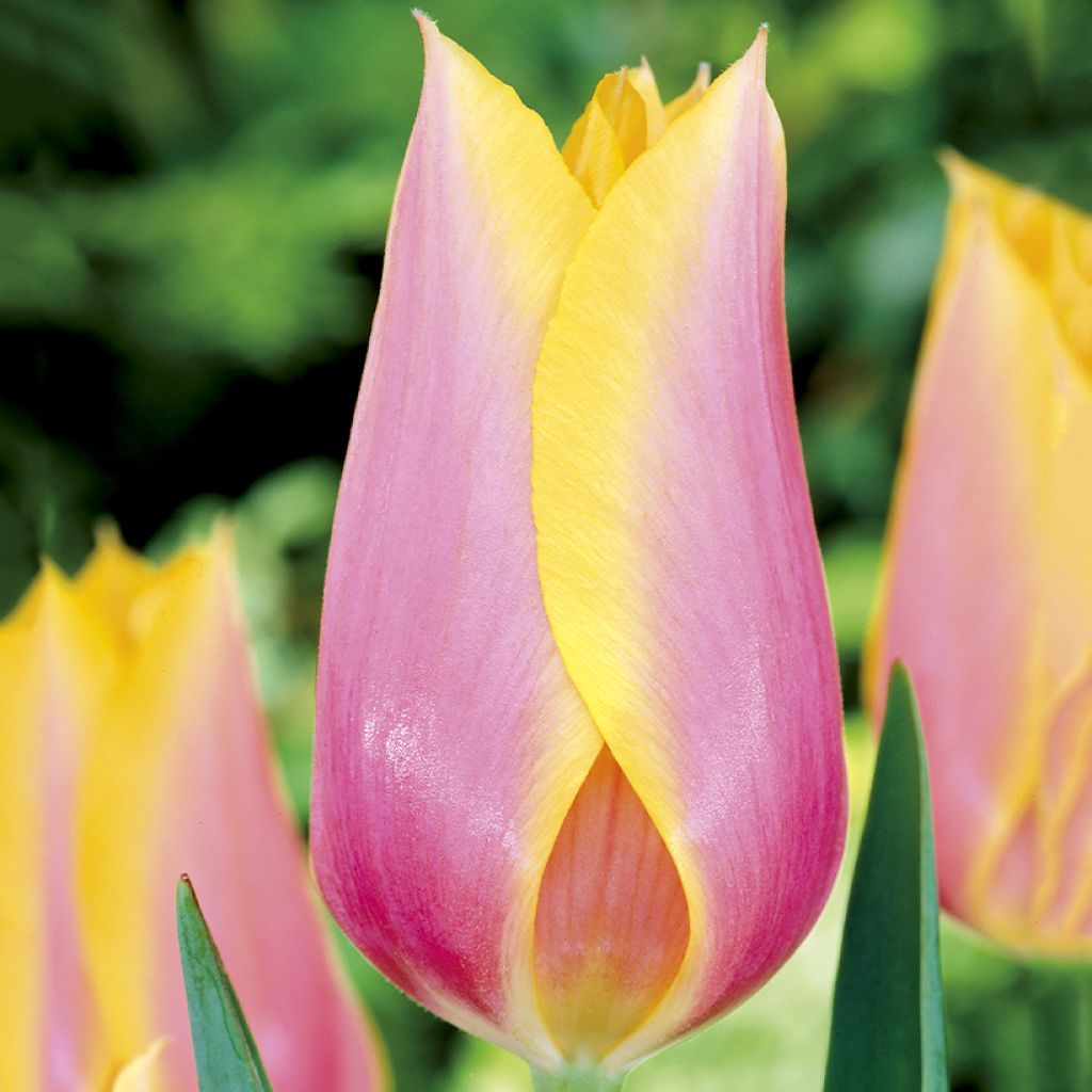 Späte Einfache Tulpe Blushing Lady