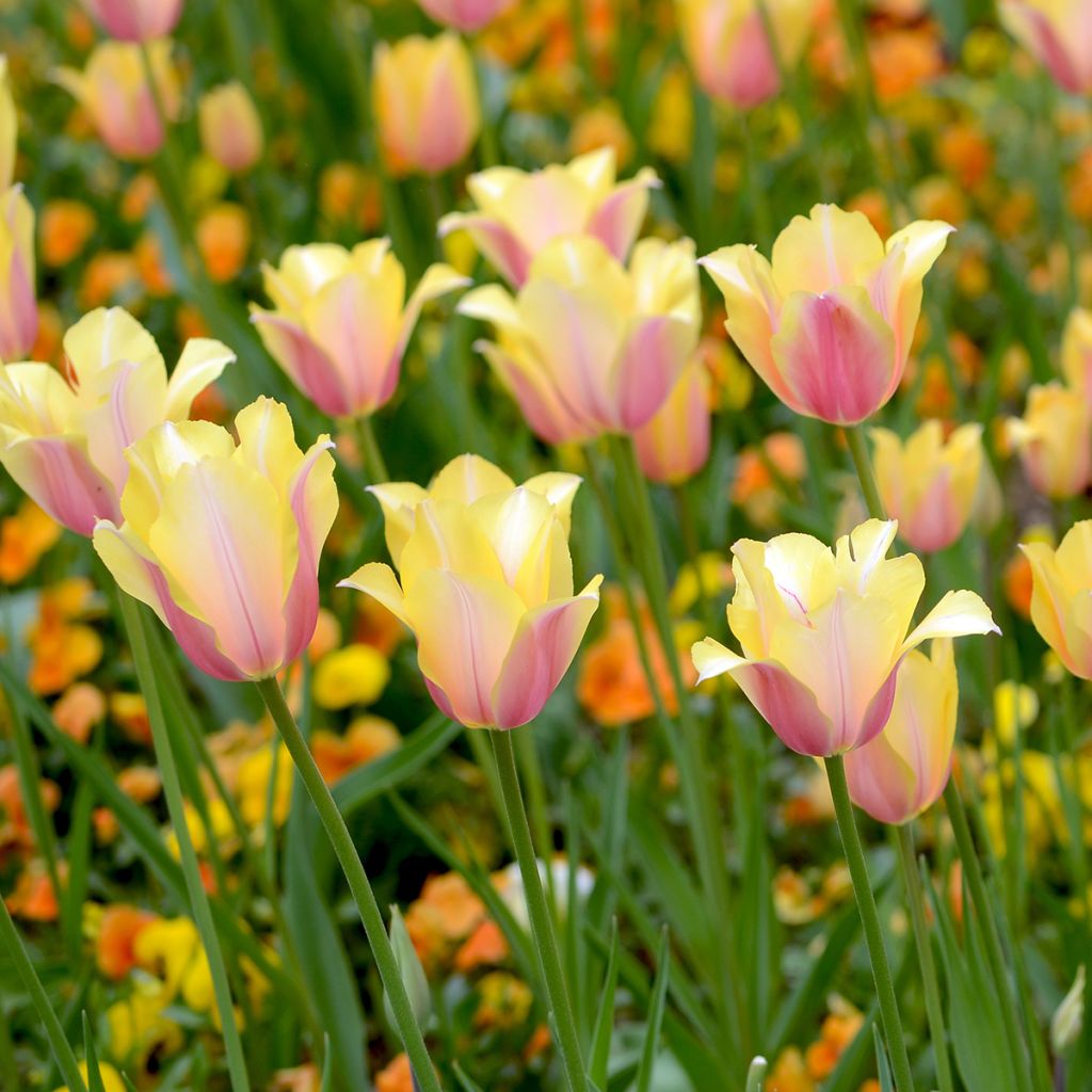 Späte Einfache Tulpe Blushing Lady