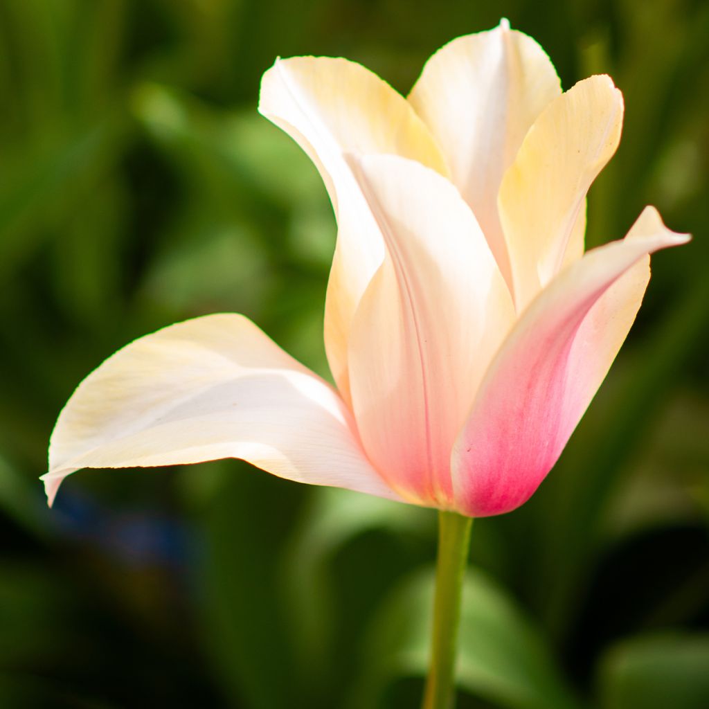 Späte Einfache Tulpe Blushing Lady