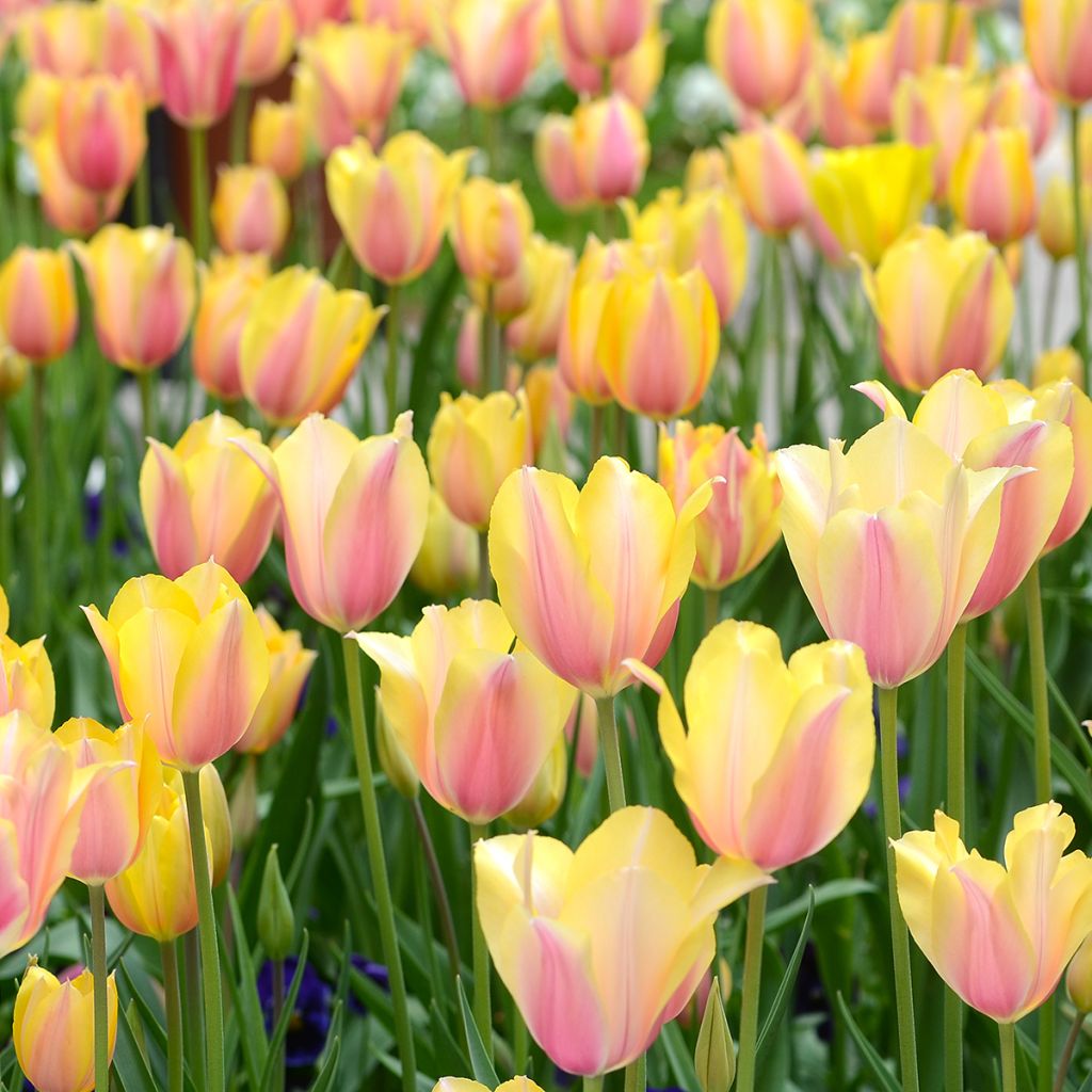 Späte Einfache Tulpe Blushing Lady