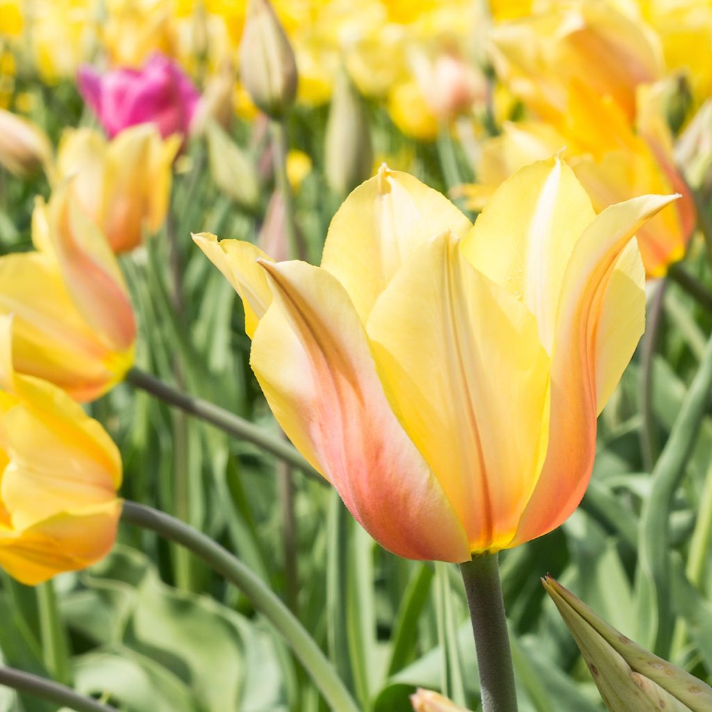 Späte Einfache Tulpe Blushing Lady