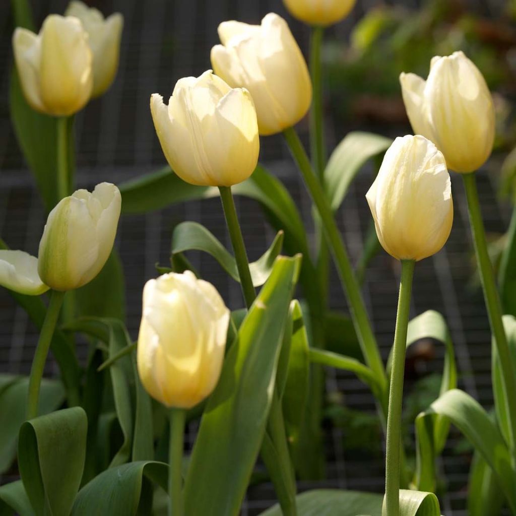 Späte Einfache Tulpe Catherina