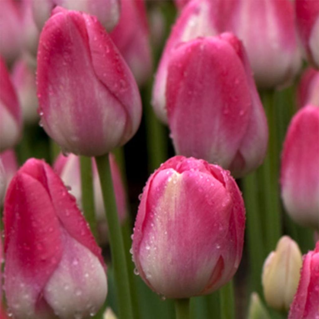 Späte Einfache Tulpe Dreamland