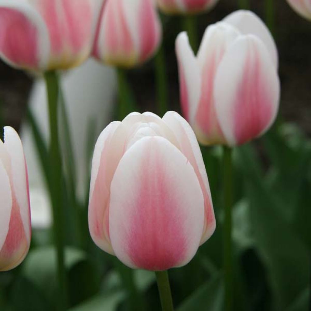 Triumph-Tulpe Beau Monde